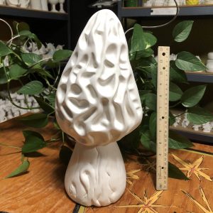 Morel -  XL