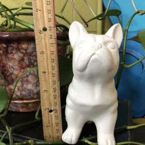 "Frenchie" Bulldog